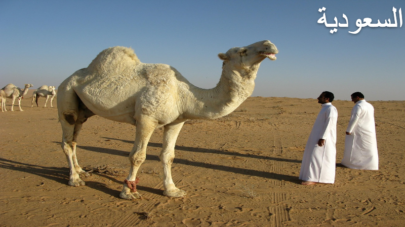 القيادة في السعودية| اختبار القيادة في السعودية التدريبي  حتى تحصل على رخصتك 